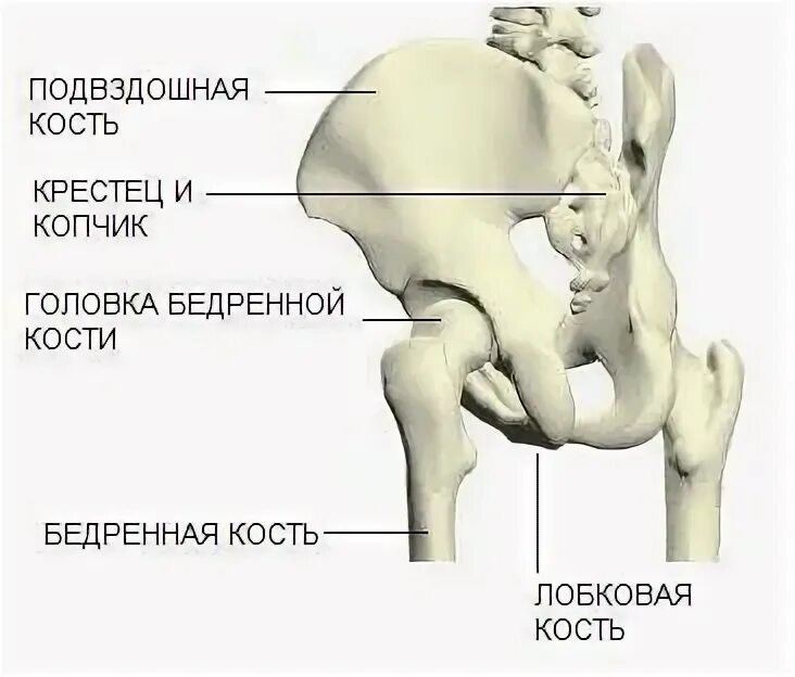 Подвздошная кость гистология. Подвздошная кость и позвонки. Кости скелета человека.подвздошная кость. Подвздошная кость анатомия.