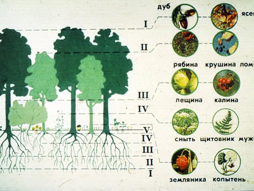 Чем характеризуется биоценоз смешанного леса ярусность плохой. Биоценоз Дубового леса схема. Ярусность растений в Дубраве. Биоценоз Дубравы схема. Ярусы лесного биогеоценоза Дубравы.