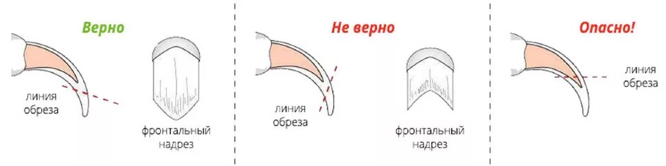 Когтерезка для животных, кошек, собак, кроликов / ножницы для стрижки когтей / к