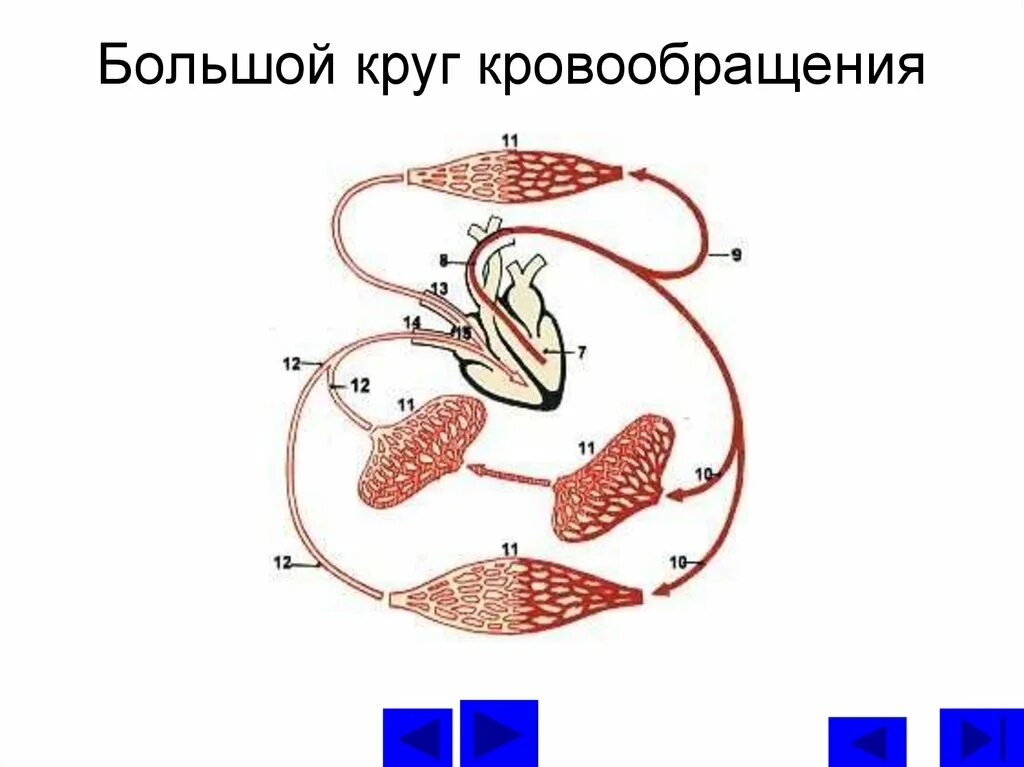 Роль кругов кровообращения. Большой круг кровообращения. Большой (системный) круг кровообращения. Малый круг кровообращения. Большой круг кровообращения схема.