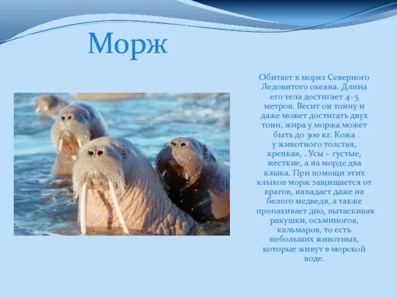 Морж приспособление к среде обитания. Морж обитает в Антарктиде. Морж Северного Ледовитого океана. Обитатели северных морей. Животные обитающие в Северном Ледовитом океане.