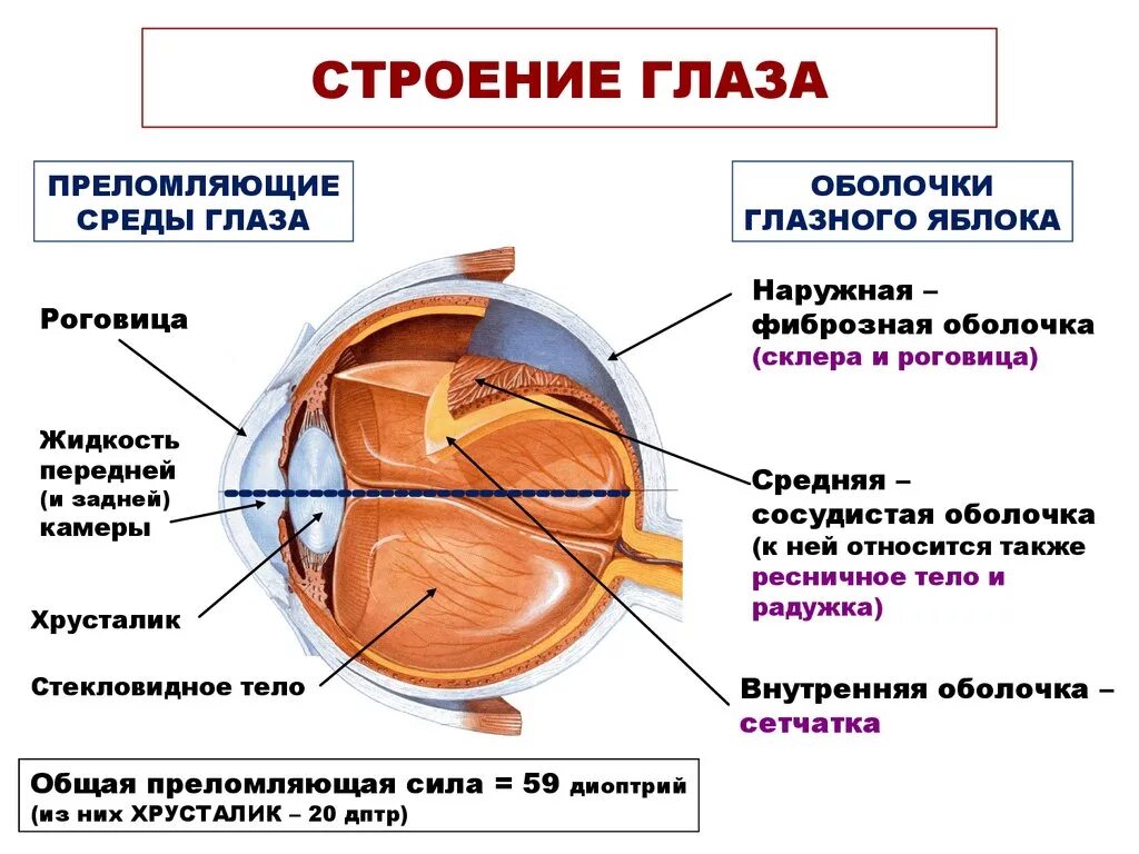 Строение глаза глазное яблоко