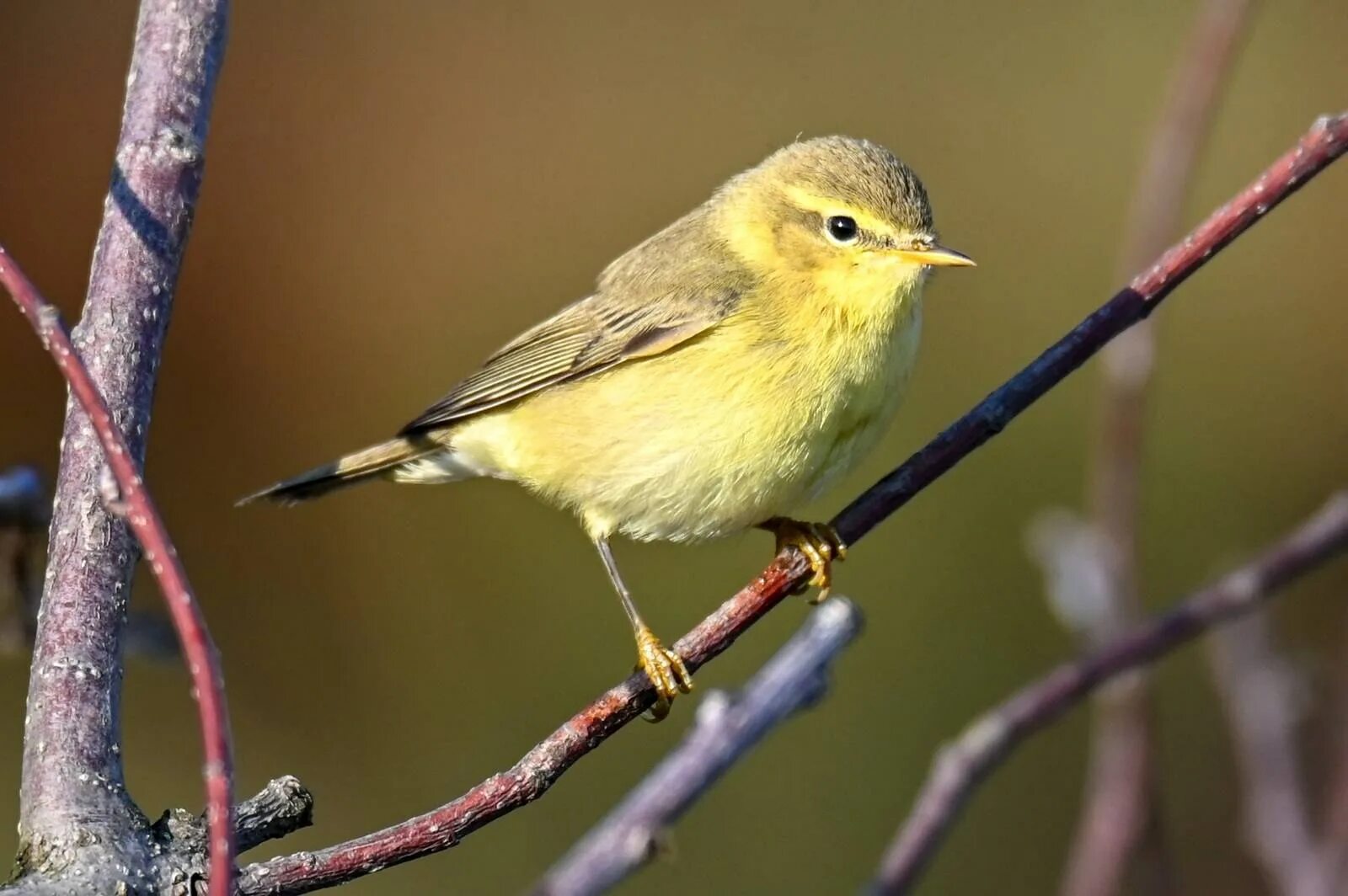 Пеночка-весничка (Phylloscopus trochilus). Пеночка - отряд воробьиные. Пеночка трещотка, весничка теньковка. Пеночка-весничка гнездо.