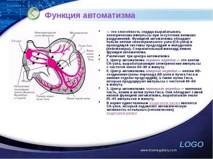 Центром автоматизма является