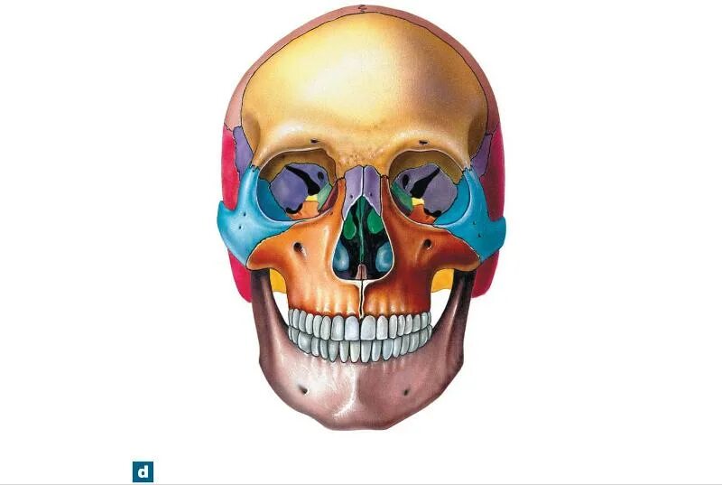 Facial Bones. Анатомия лица кости лица. Лицо анатомия череп.