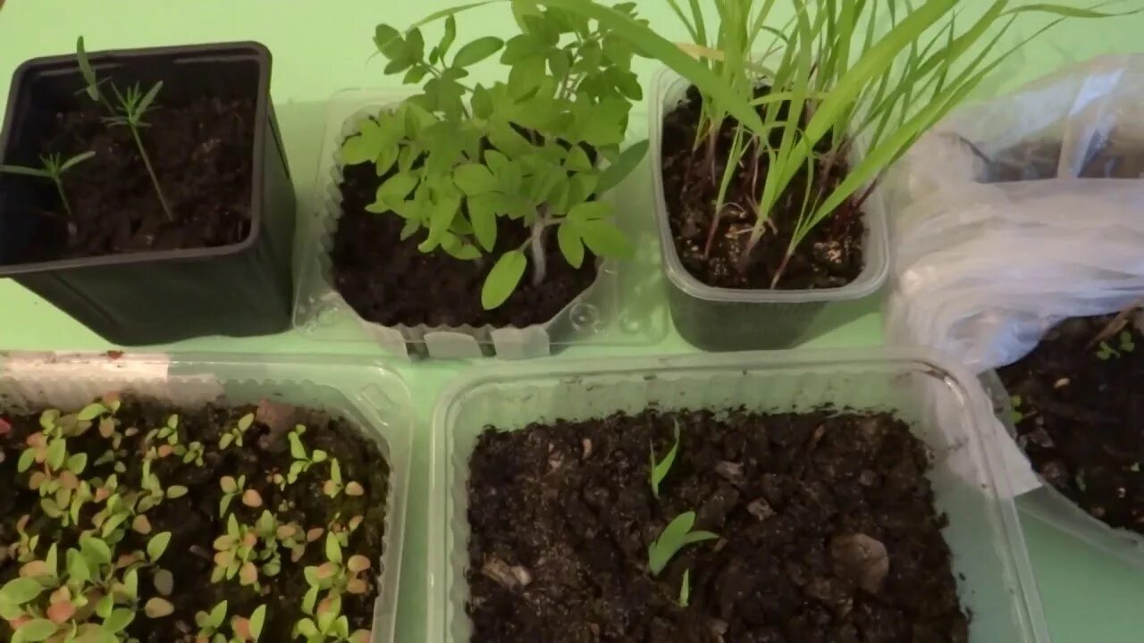 видео выращивание рассады из семян. алиссум рассада всходы. посев земляники на рассаду. лаванда пикировка рассады. видео выращивание рассады из семян.