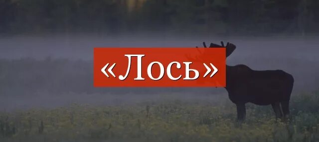 Сочинение по опорным словам. Слово лосиха. Слово лосиха. Слово лосиха. Дикий лось волжск.