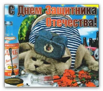 С днем защитника отечества котик