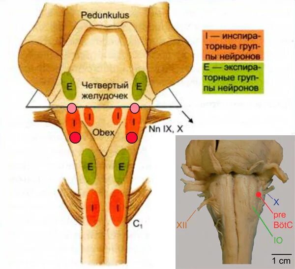 Сосудодвигательный центр в мозге. Дыхательный центр ствола мозга. Дыхательный центр ствола мозга физиология. Центры продолговатого мозга. Локализация респираторных нейронов в стволе мозга.