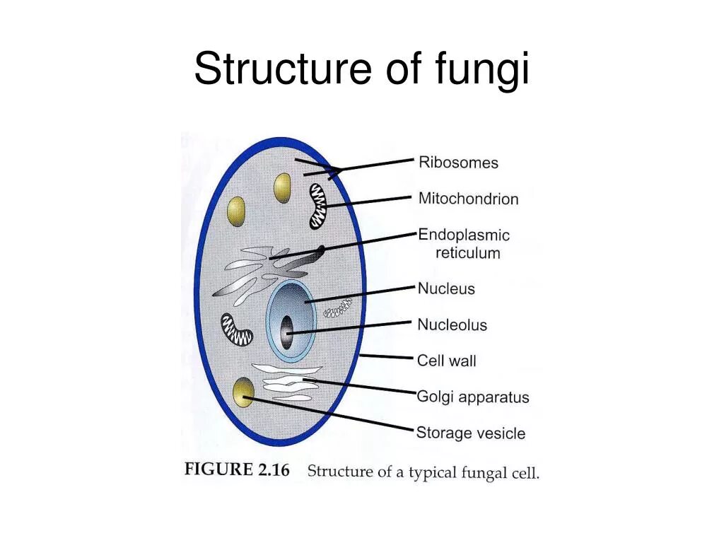 Well structure. Fungi structure. fungi cell. cell structure. fungal cell structure.