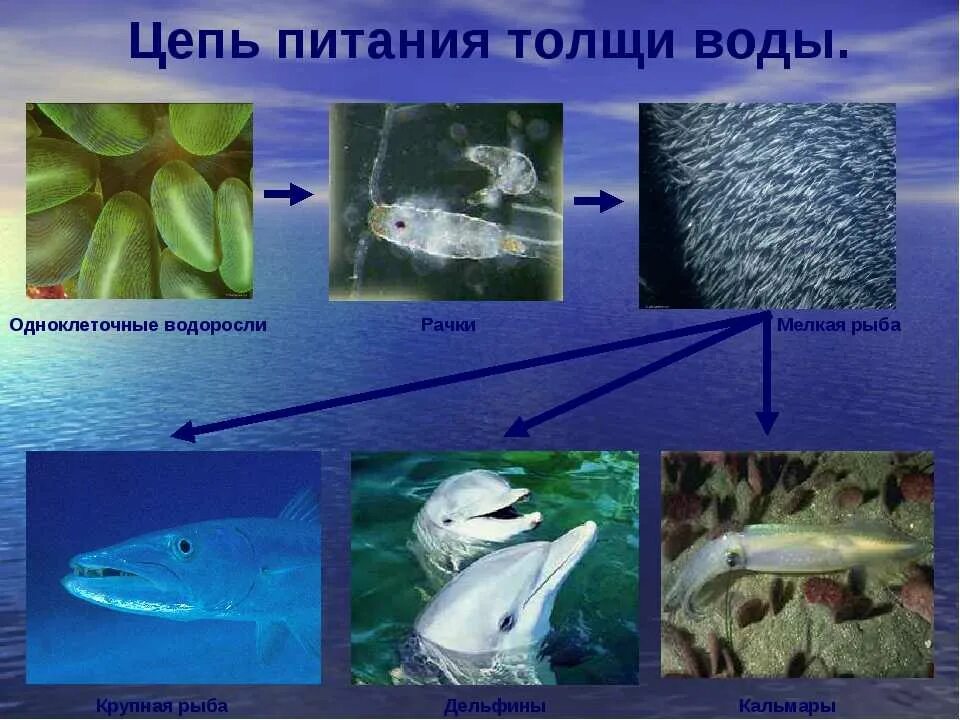 Обитают в толще морской воды. Цепи питания. В толще воды обитают. Цепь питания рыб. Обитатели толщи воды.