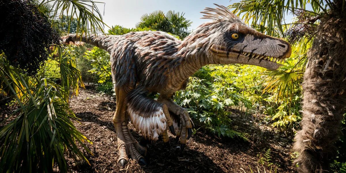 Дейноних и ютараптор. Ютараптор. Ютараптор. Ютараптор динозавр. Utahraptor динозавр.