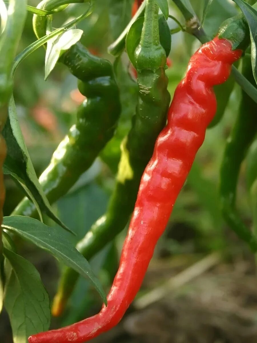 Длинный острый перец чили. Что то острое длинное. Стилеты 2023. Кайенский чили. Перец острый де каен.