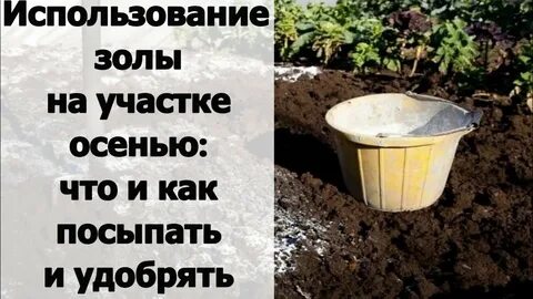 Зола под какие растения вносить осенью