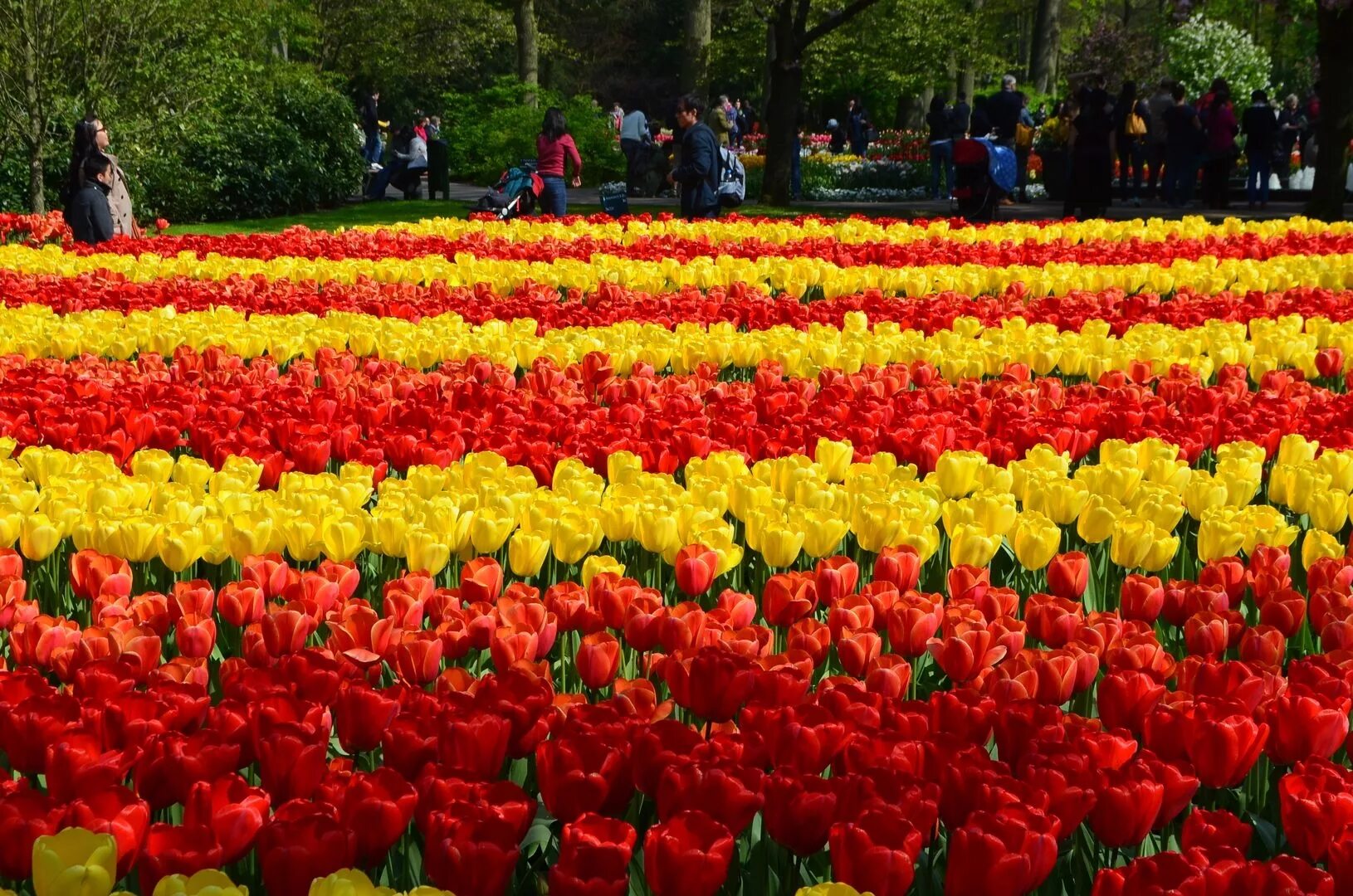 Выставка тюльпанов в москве. Аптекарский огород тюльпаны 2023. Выставка тюльпанов. Кекенхоф. Выставка тюльпанов.