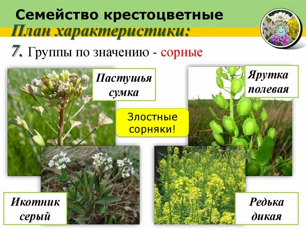 Покрытосеменные двудольные крестоцветные. Сорные растения семейства крестоцветных. Дикорастущие крестоцветные капустные. Крестоцветные сорняки двудольные. Крестоцветные отдел класс семейство