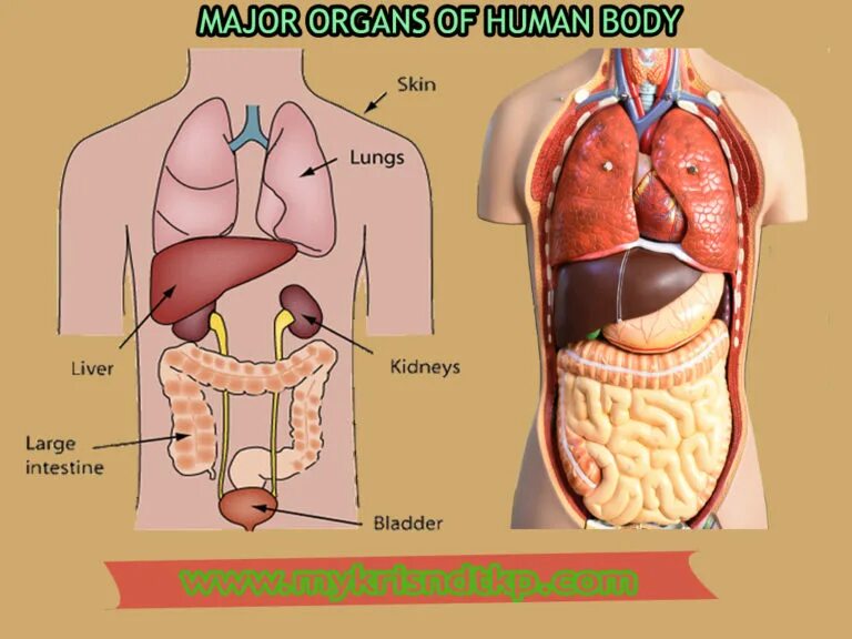 Human organs. Органы человека. Внутренние органы. Расположение органов у человека. Макет человеческих органов.