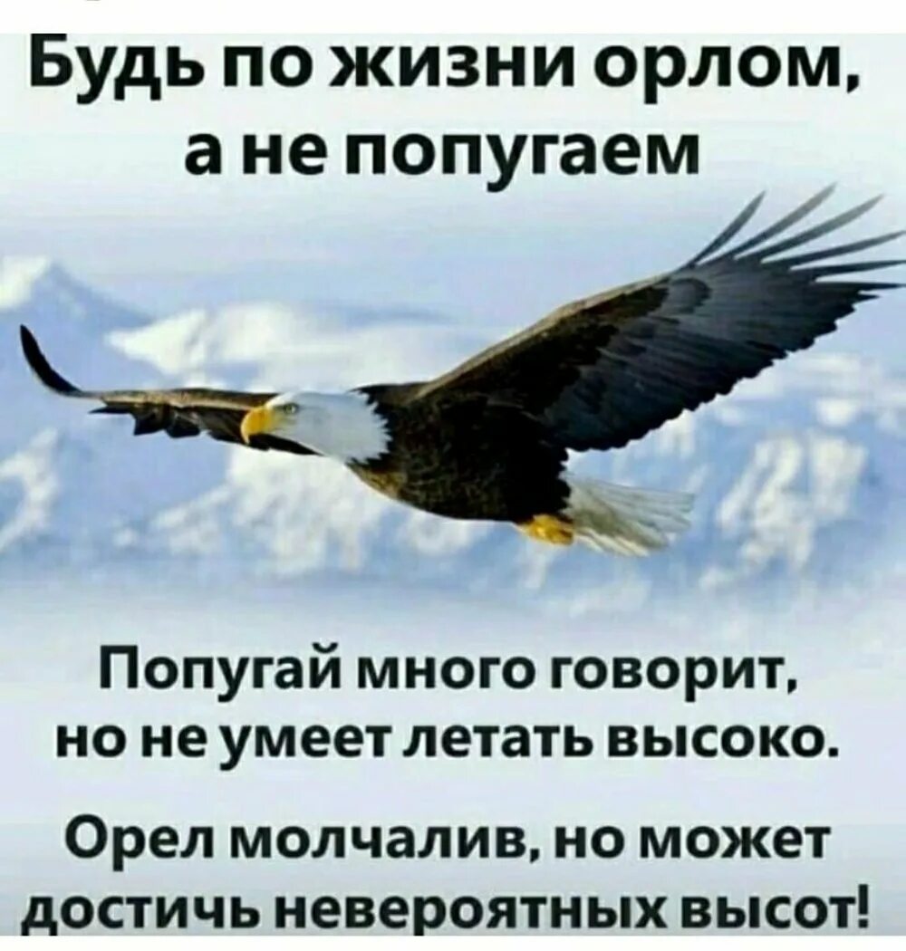 Приехав в орел у нас появилось много. Цитаты про орла. цитаты про орлов. стих про орла. афоризмы орел.