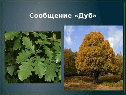Дуб 3 класс