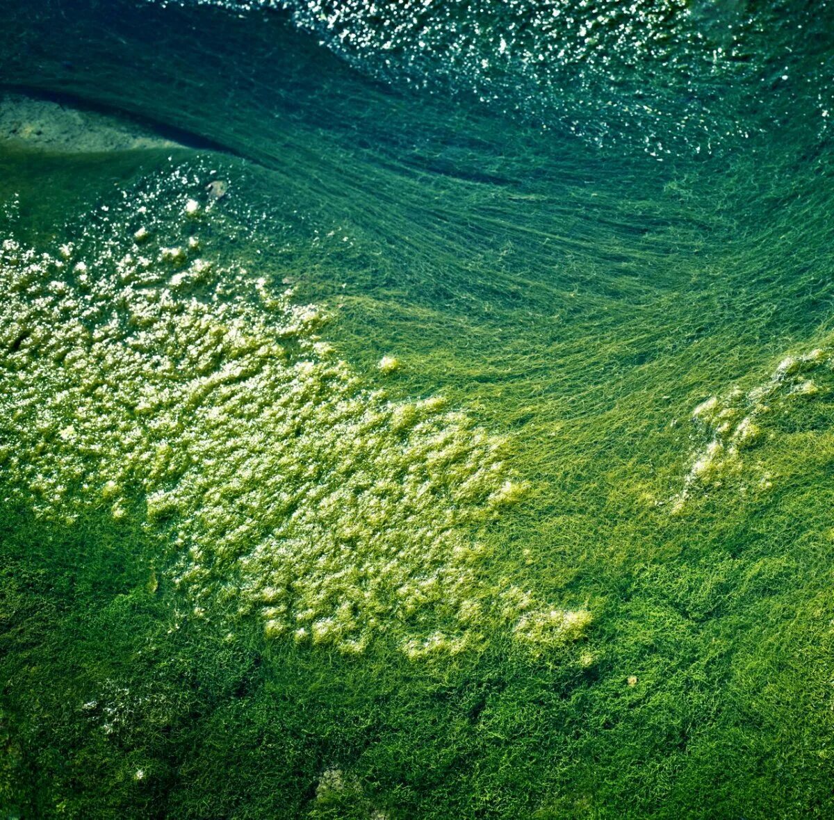 Фитопланктон водоросли. Цианобактерии водоросли. Фитопланктон зеленые водоросли. Цианеи водоросли. Синезелёные водоросли цианобактерии.