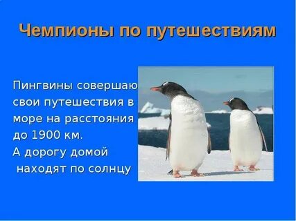Пингвин окружающий мир 3 класс