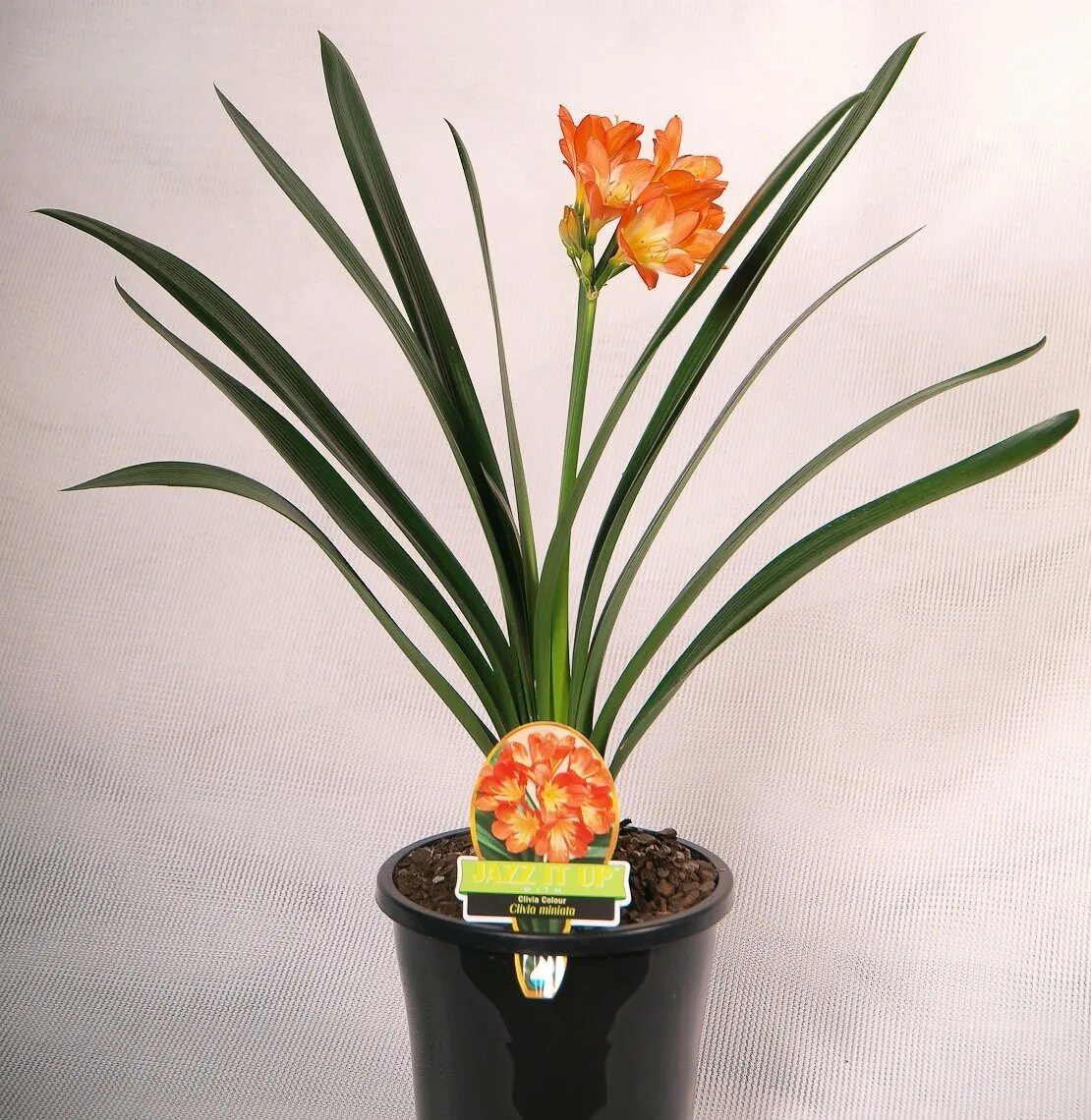Clivia miniata Bulb flowers, Flower seeds, Planting bulbs