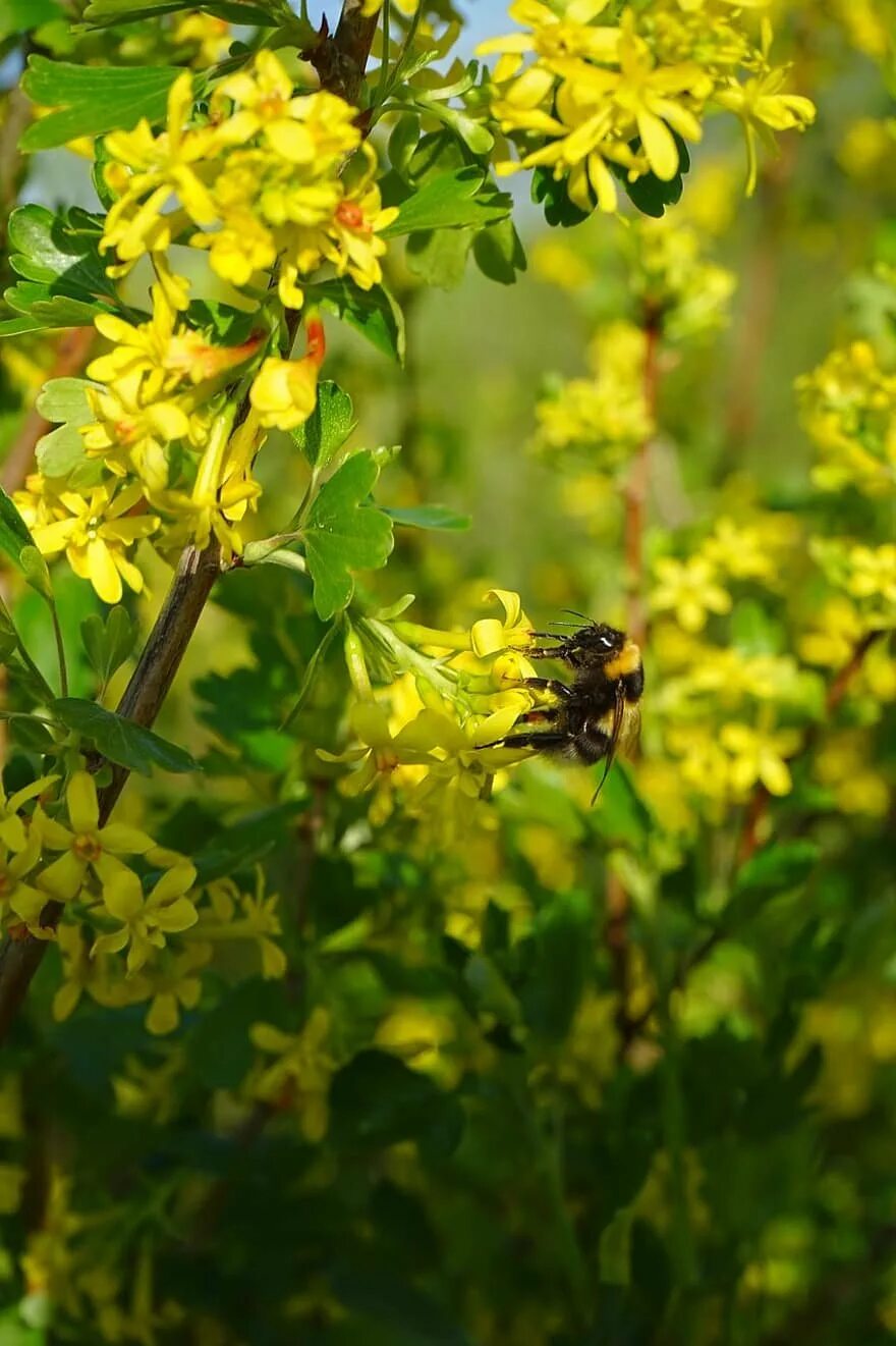 Смородина золотистая (кустарник). Смородина золотистая ribes aureum кустарник. Смородина золотистая (ribes aureum). Смородина золотистая цветение. Смородина цветет желтыми цветами.