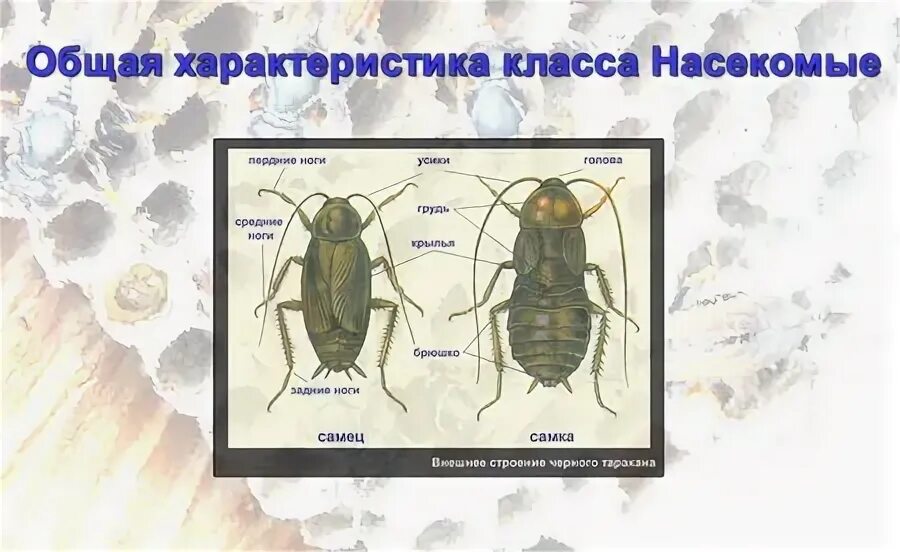 внешнее строение таракана