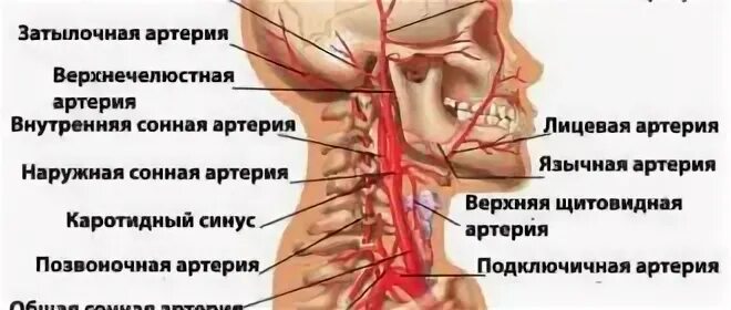 Бца экстракраниальное