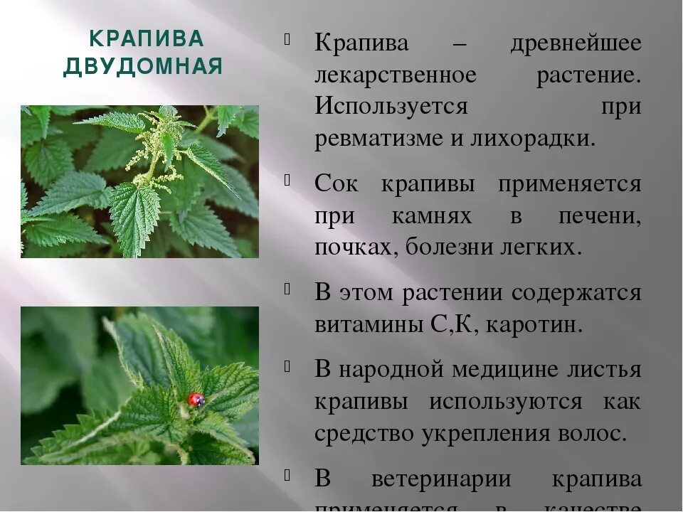 Крапива лекарственное растение. Крапива описание растения. Рассказать о крапиве. Может ли крапива