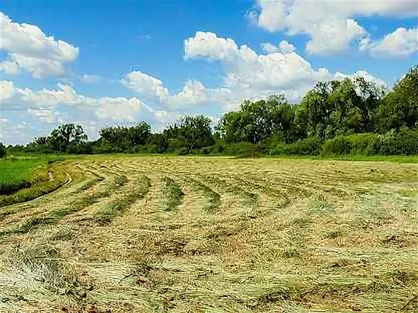 Фото д. Пожня. 1 Га сенокоса в Ленинском районе Волгоградской обл стоимость. Сено волгоградская область