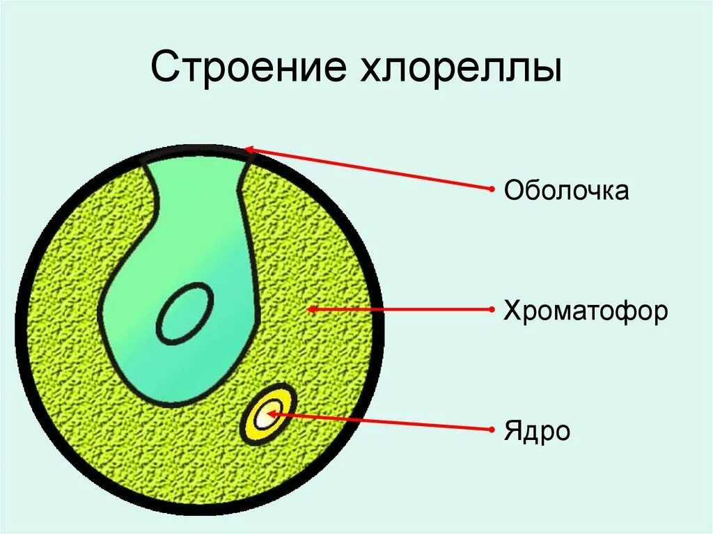 Функции структуры хлореллы. Хлорелла водоросль строение. одноклеточная водоросль хлорелла строение. водоросль хлорелла клетка. схема строения клетки хлореллы.
