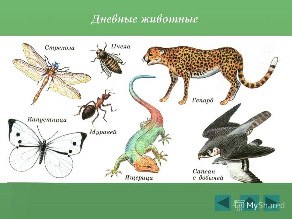 Дневные животные примеры. Дневной образ жизни животных. Животные с дневным образом жизни. Дневные и Сумеречные животные. Дневные животные список