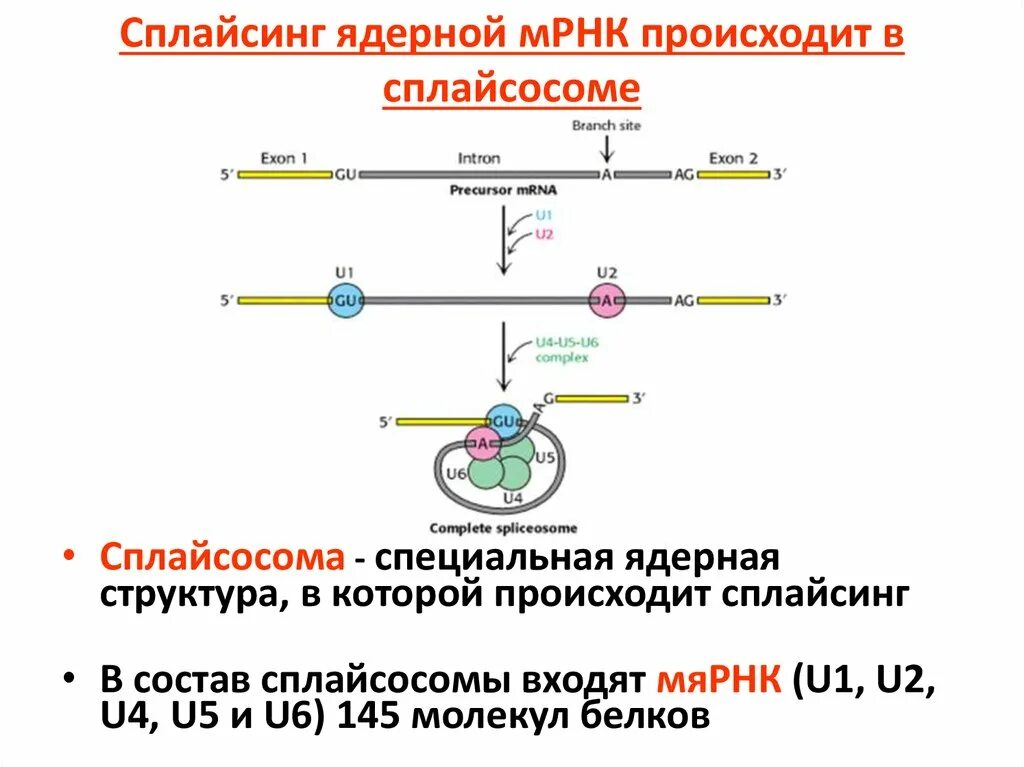 Структура матричной РНК эукариот. Сплайсинг матричной РНК. Сплайсинг РНК механизм. Характеристики МРНК эукариот.