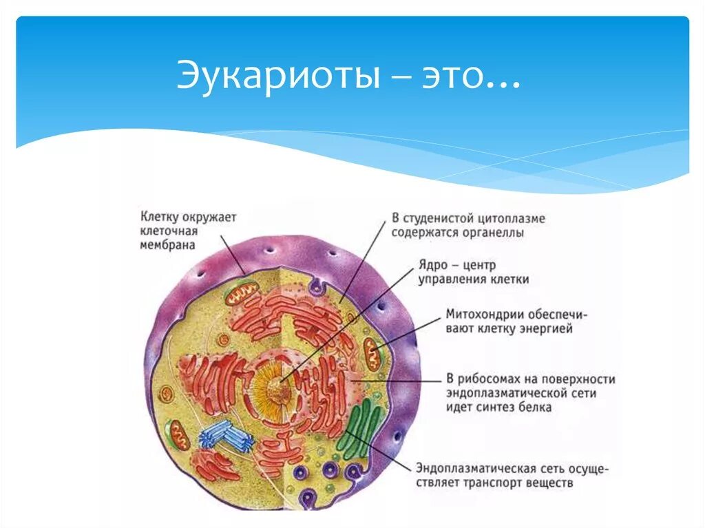 Дайте обозначения понятиям эукариоты