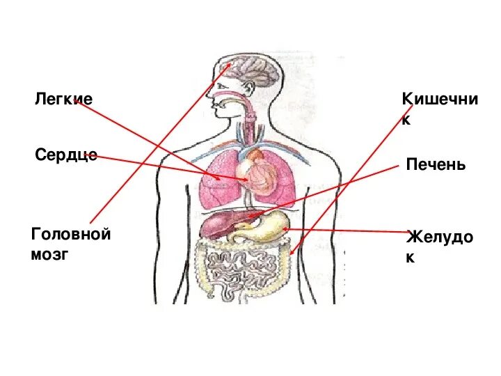 Как работает наш организм презентация 3 класс. Что такое организмы 3 класс окружающий мир. Организм человека 3 класс презентация. Проект по окружающему миру 3 класс органы человека. Органы человека 3 класс окружающий мир презентация.