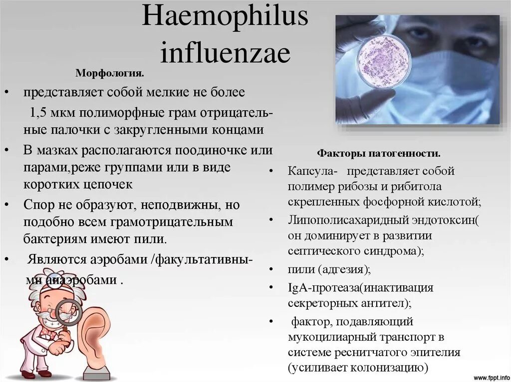 Заболевания вызываемые гемофильной палочкой. Гемофильная палочка. Haemophilus influenzae (гемофильная палочка). Haemophilus influenzae заболевания.