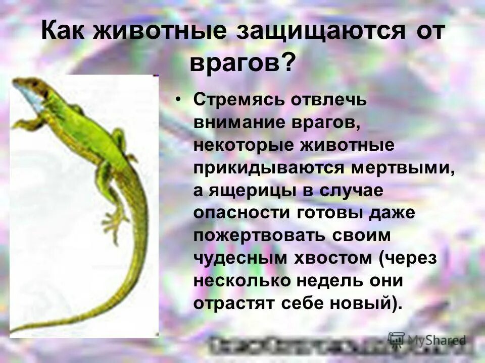 Рассказ о дикобразе. Защищаться от врага. Защищаться от врага. Способы защиты животных от врагов. Как волк защищается от врагов.