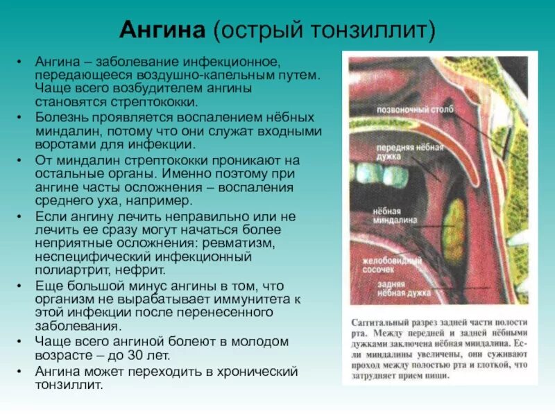 Выполняемые функции миндалины