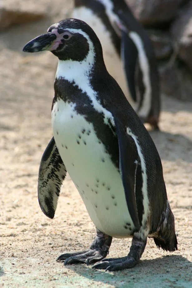 Пингвин гумбольдта. Перуанские пингвины Гумбольдта. Пингвин Гумбольдта или перуанский Пингвин. Пингвин Гумбольдта фото.
