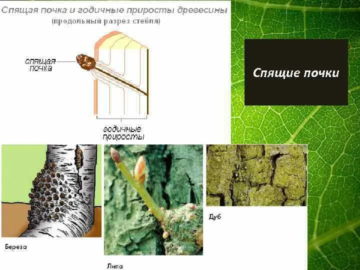 Какую функцию выполняют спящие почки. Что такое спящие почки в биологии 6 класс. спящие почки растений. спящие почки это в биологии.