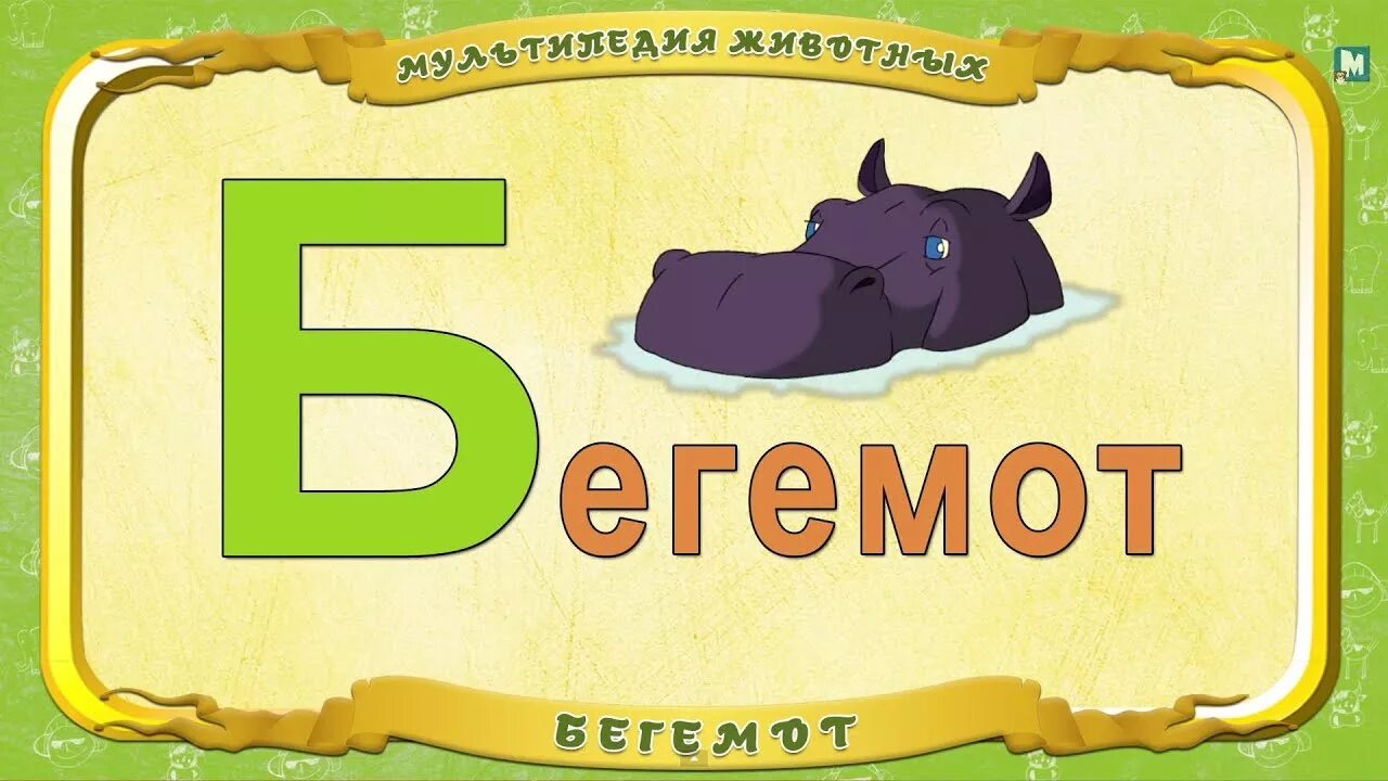 Бегемот по английски. Буква б - бегемот. звери на букву б. мультипедия животных на французском. б бегемот алфавит.