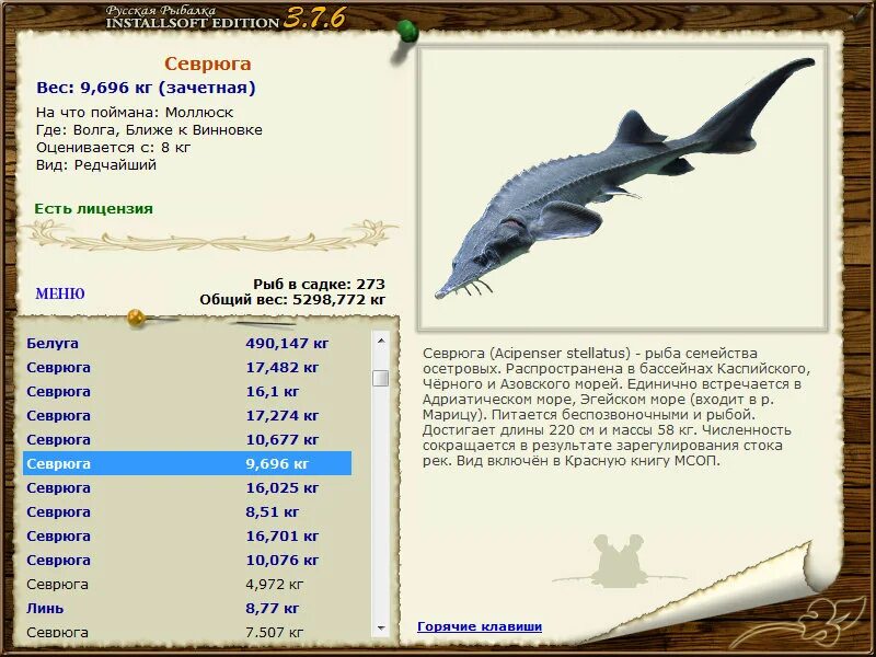 Осетр шел. Наживка раковая шейка. Осетр реальная рыбалка братское водохранилище. Реальная рыбалка. Ахтуба севрюга.