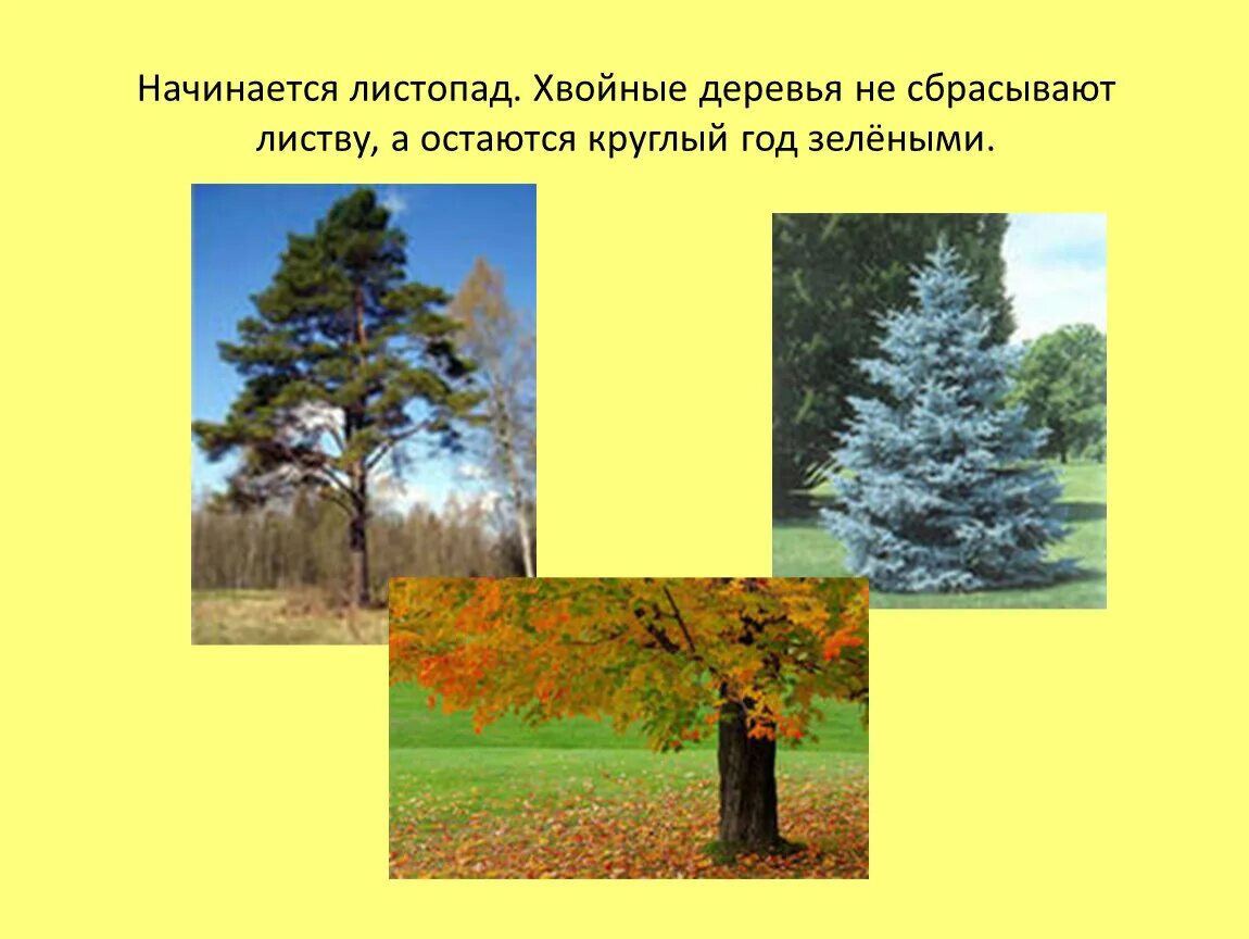 Какие деревья сбрасывают листву. Деревья которые сбрасывают листву осенью. Сезонные изменения деревьев в природе. Хвойные деревья не сбрасывают листву. Почему растения сбрасывают листья