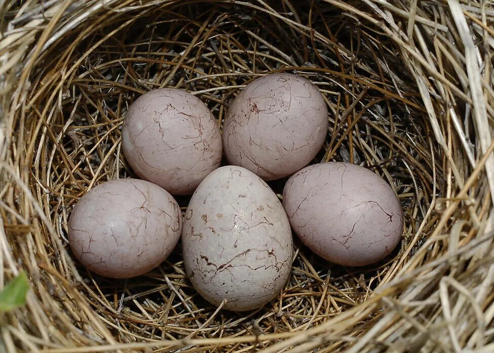 Яйца кукушки фото. Яйца кукушки. Гнездо кукушки. Гнездо с яйцом кукушки. Яйца кукушки розовые.