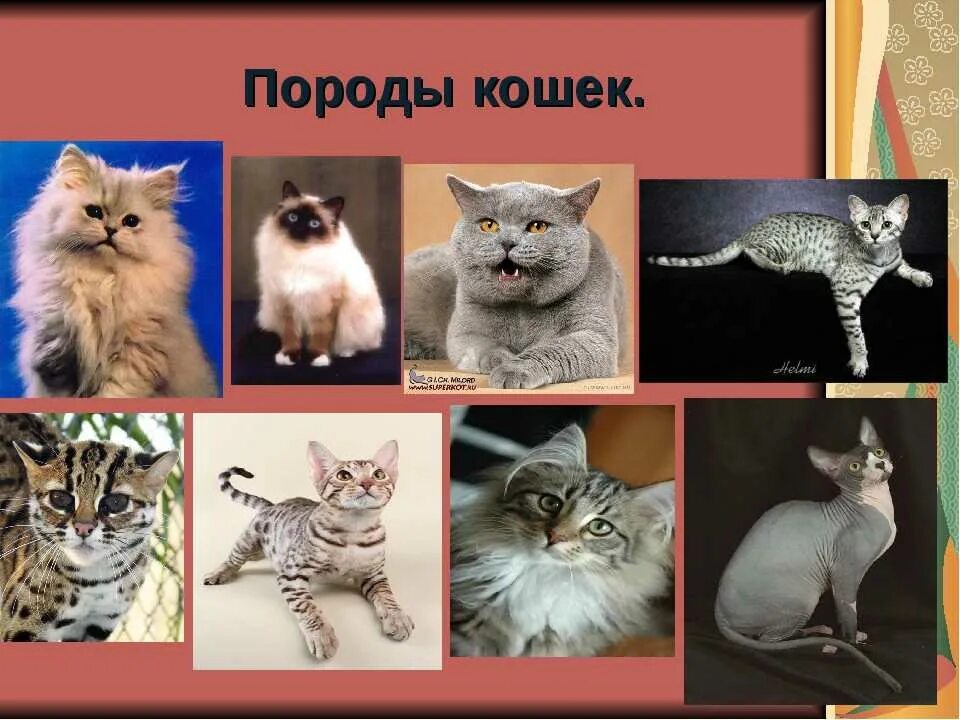 Породы кошек с названиями. Узнай породы кошек 2 класс. Разновидности кошек. Породы кошек и собак окружающий мир 2 класс. Окружающий мир второй класс рабочая тетрадь про кошек и собак 2.