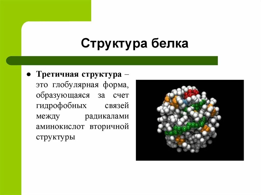 Структура белка представленная глобулой. Третичная структура белка глобула. Структурный белок. Третичная глобулярная структура белка. Вторичная структура белка с радикалами.