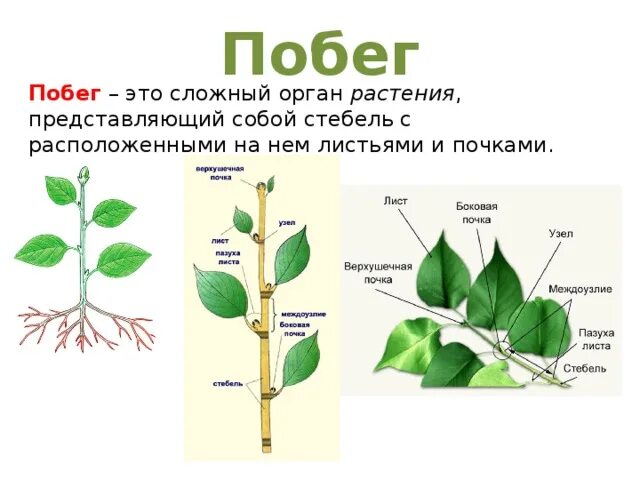 Почему почка побег. Органы растения .почка.побег.листья. Побег растения. Побег орган растения. Пазуха листа.