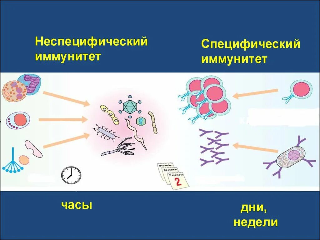 Неспецифические иммунные факторы. Специфические и неспецифические механизмы иммунитета. Специфический и неспецифический иммунитет схема. Специфическая и неспецифическая иммунная реакция. Неспецифические иммунные реакции.