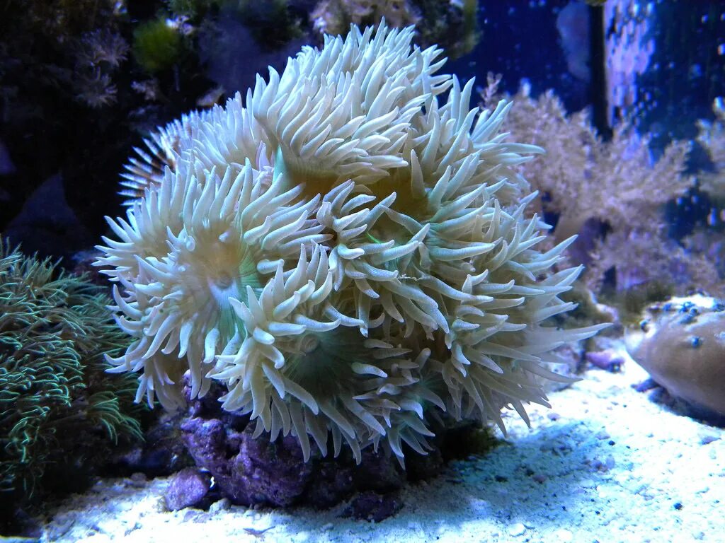 Содержание кораллов. Тубастрея коралл. Антелия синяя коралл. Аквариум с мягкими кораллами. Кораллы в морском аквариуме.